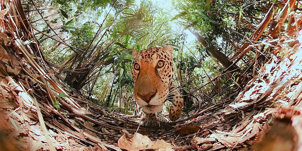 The Wild Immersion by Splendens Factory